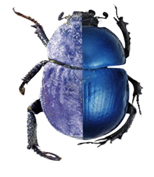 Escarabat blau