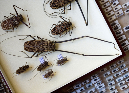 Insectes